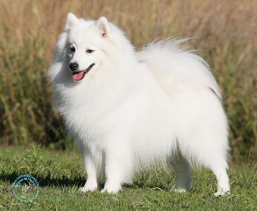 Japanese Spitz 9Y576D-261.JPG